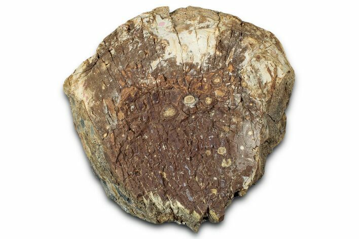 Bargain, Fossil Dinosaur Vertebra Centrum - Montana #351954